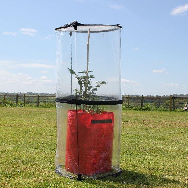 A clear plastic tomato cloche twist-up design standing on a grassy field, covering a plant inside.