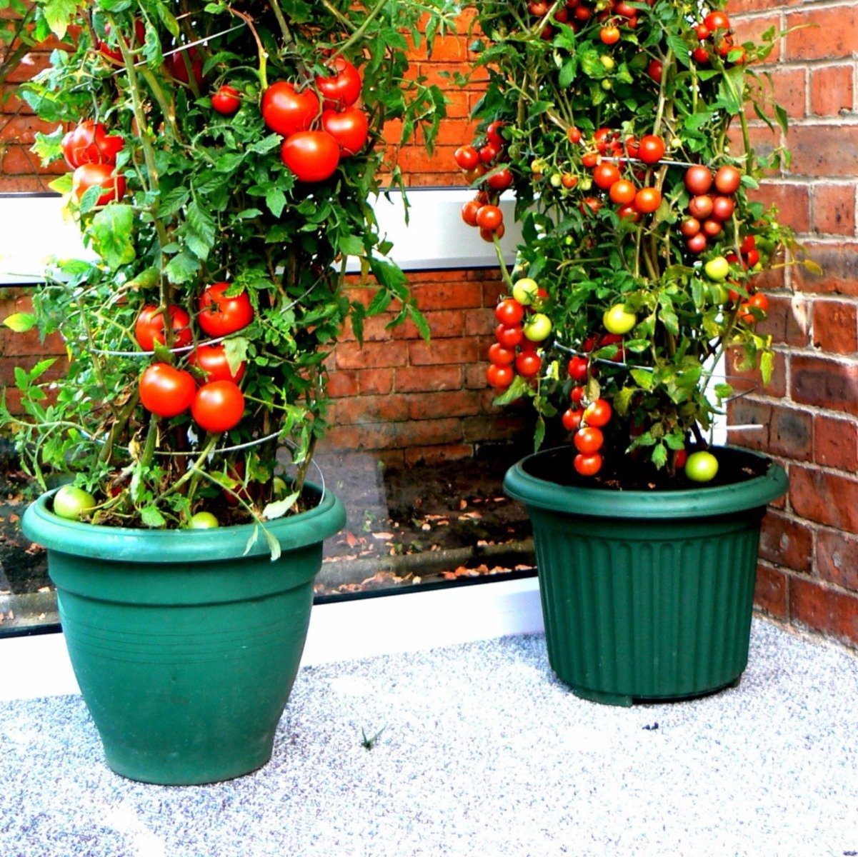 Two green galvanised steel twister plant supports with tomatoes growing on them, placed in pots.