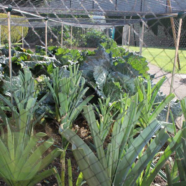 low veg cage with netting protecting tall crop