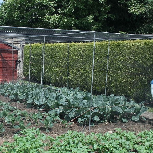 Walk in vegetable cage in a garden with vegetables growing in it