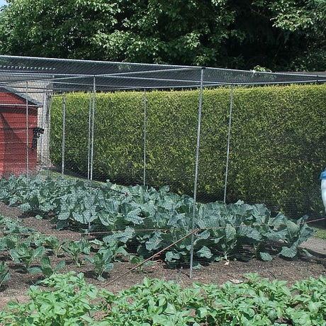 Walk in vegetable cage in a garden with vegetables growing in it