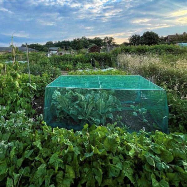 Vegetable cage with green netting on allotment