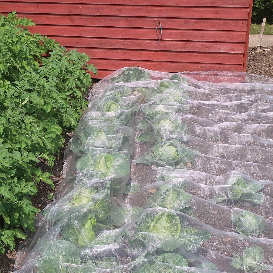 Veggiemesh insect netting over cabbages in garden