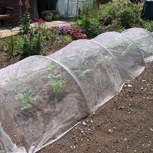 aluminium hoops covered in insect netting on allotment