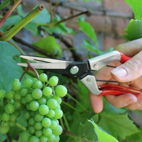 A person using Darlac Vine Scissors DP926 to cut green grapes from a vine.