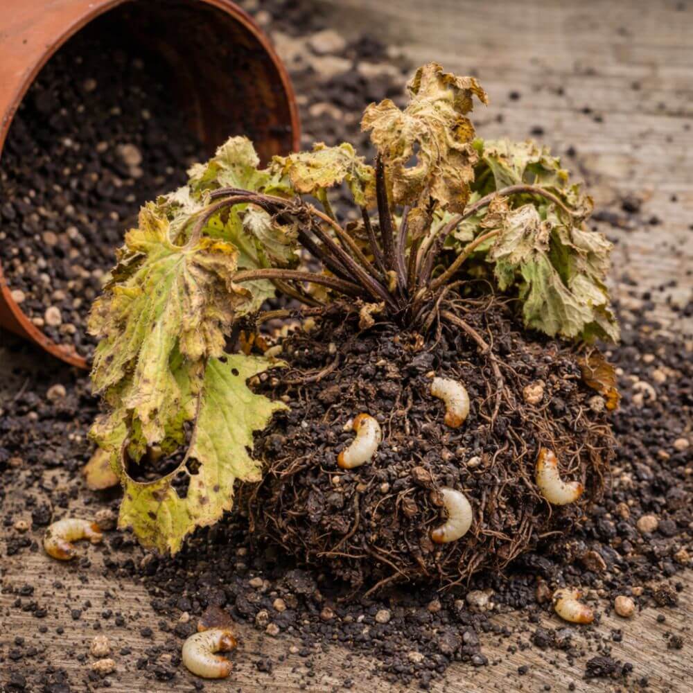 Diseased plant with roots and vine weevil pests and damage on a wooden surface