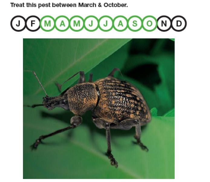 Sheet giving monthly recommendations for vine weevil nematode