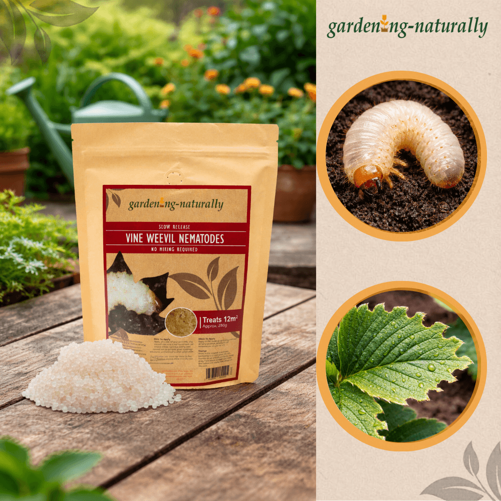 Package of gardening naturally vine weevil nematodes with images of a nematode and affected plant on a natural background.