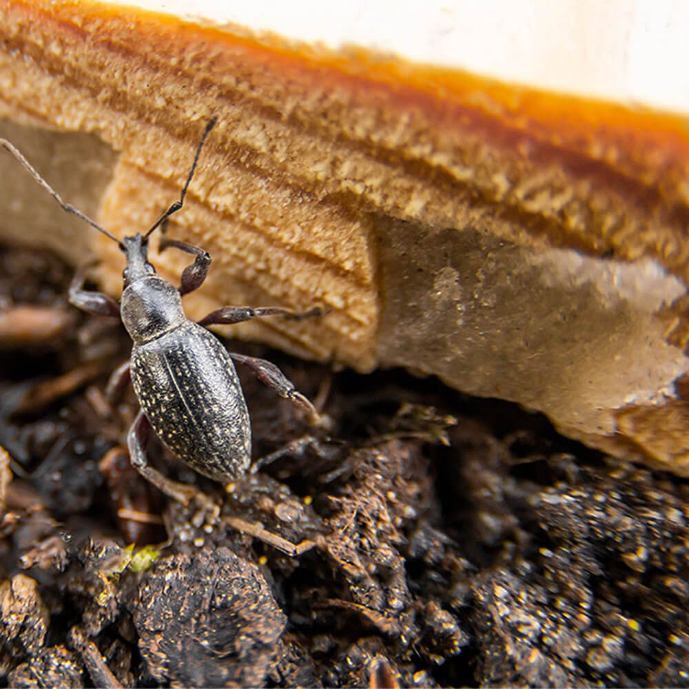 Adult vine weevil in garden climbing over soil