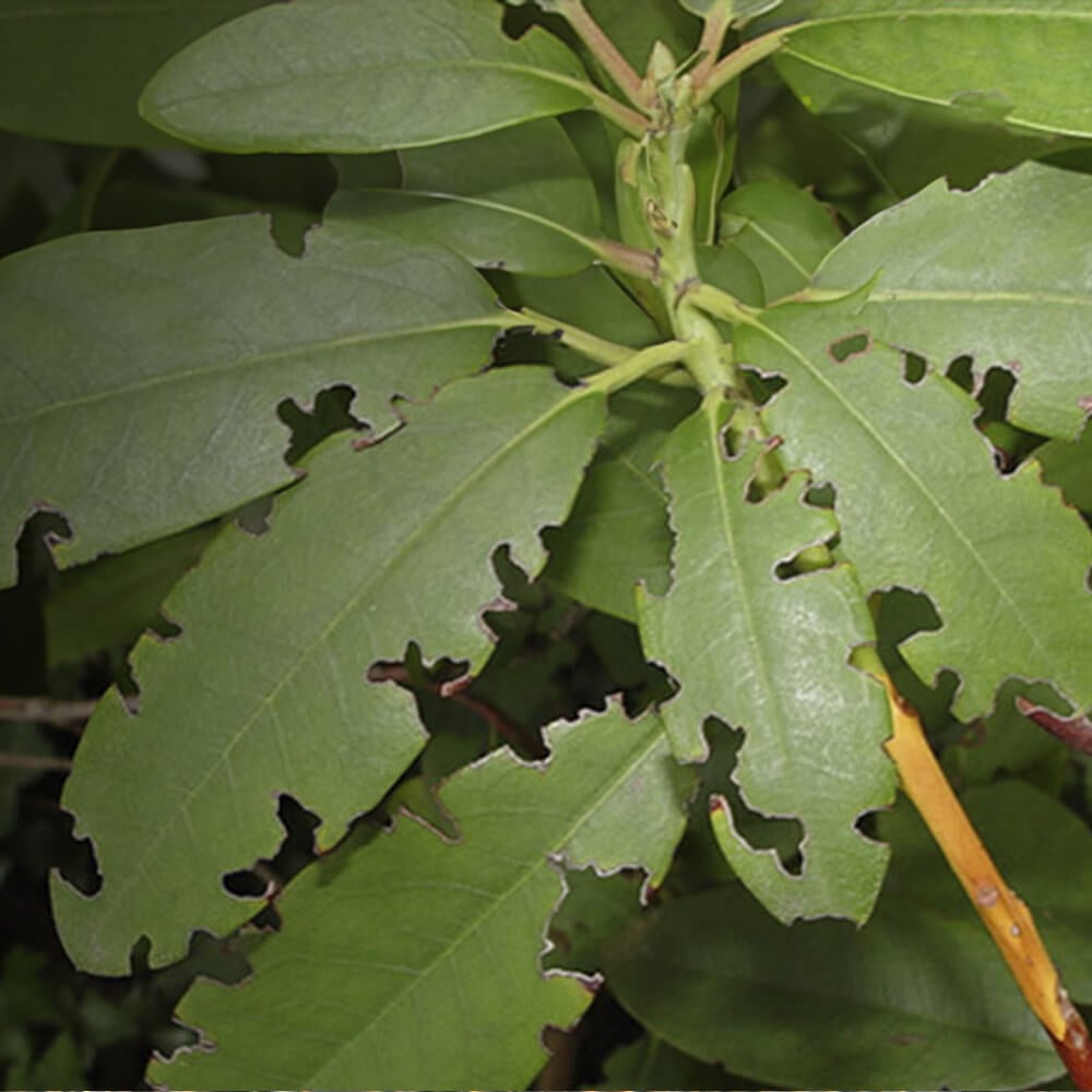 Showing the damage of adult vine weevil on plant
