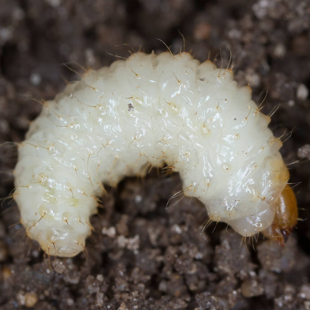 Vine weevil grub on soil larvae of adult vine weevil