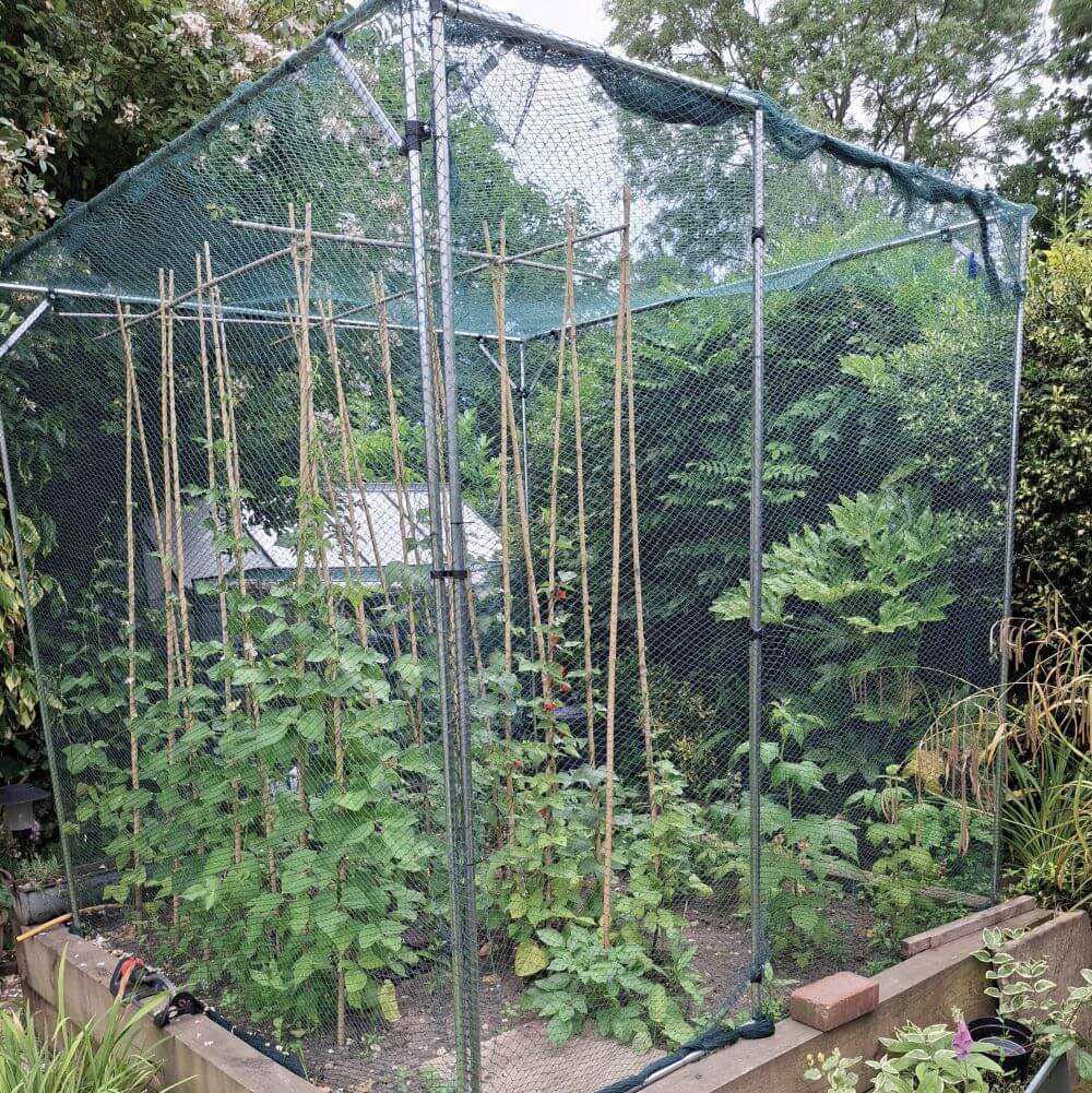 fruit cage with green bird netting in garden with vegetables growing