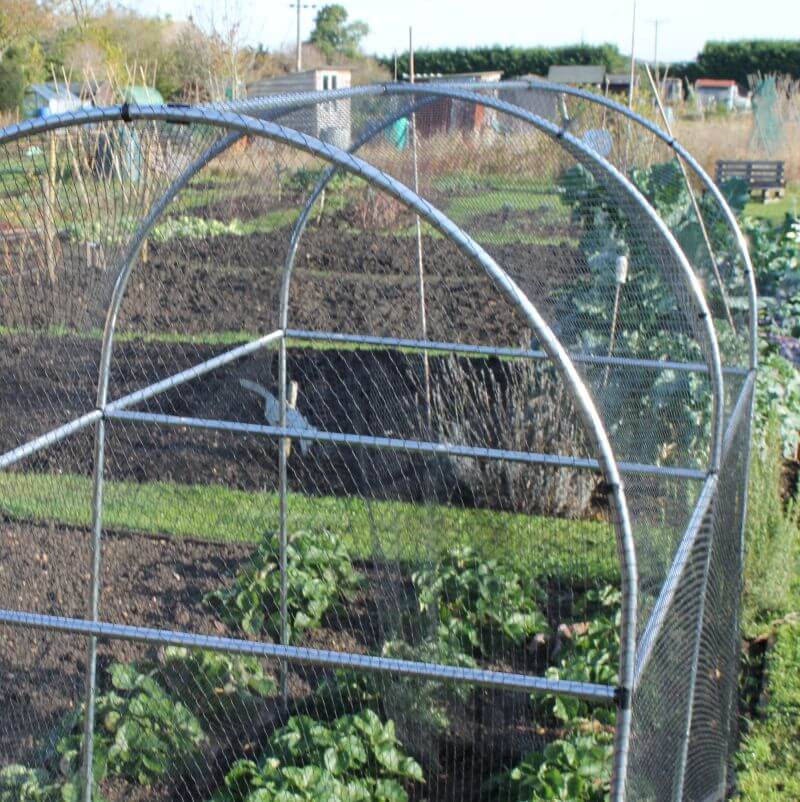 Walk in fruit cage with bird netting and strawberries growing in it