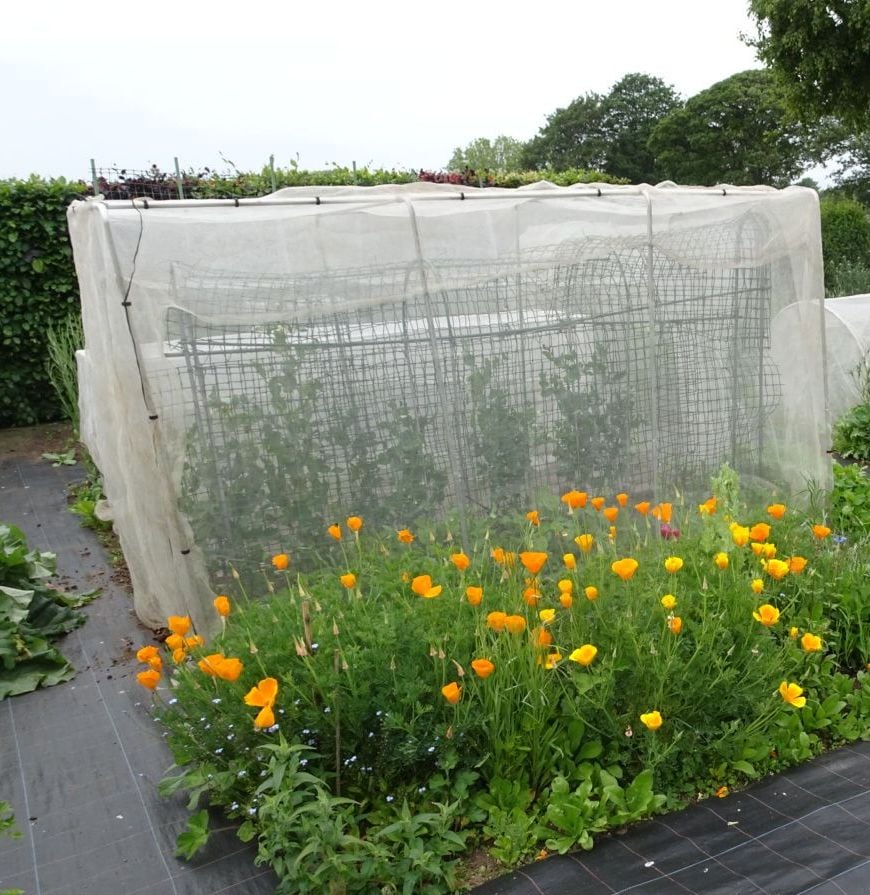 Walk in square garden cage with yellow folders