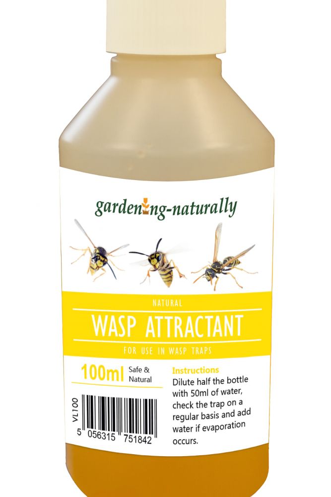 Natural Wasp Attractant