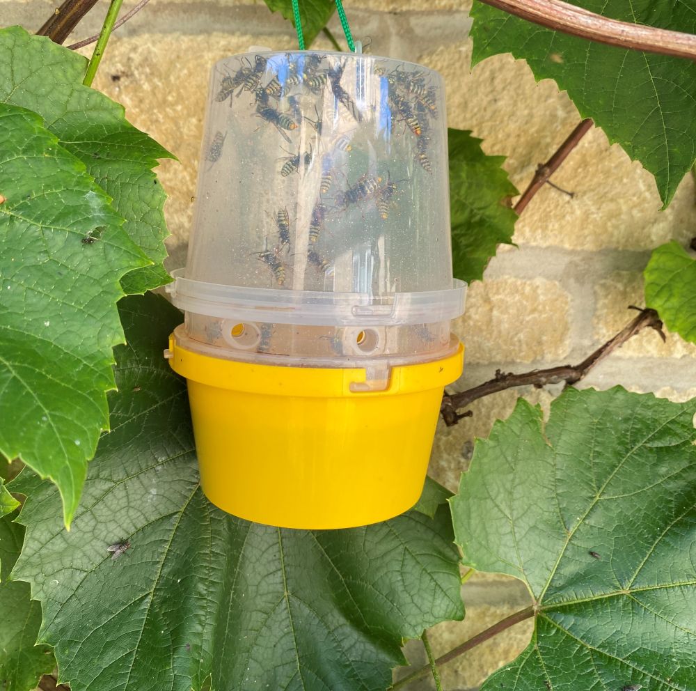 Wasps caught in wasp trap which is hung among plants