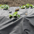 A piece of black weed control fabric laid out on soil with plants and rocks on top of it, used for preventing weed growth in a garden.