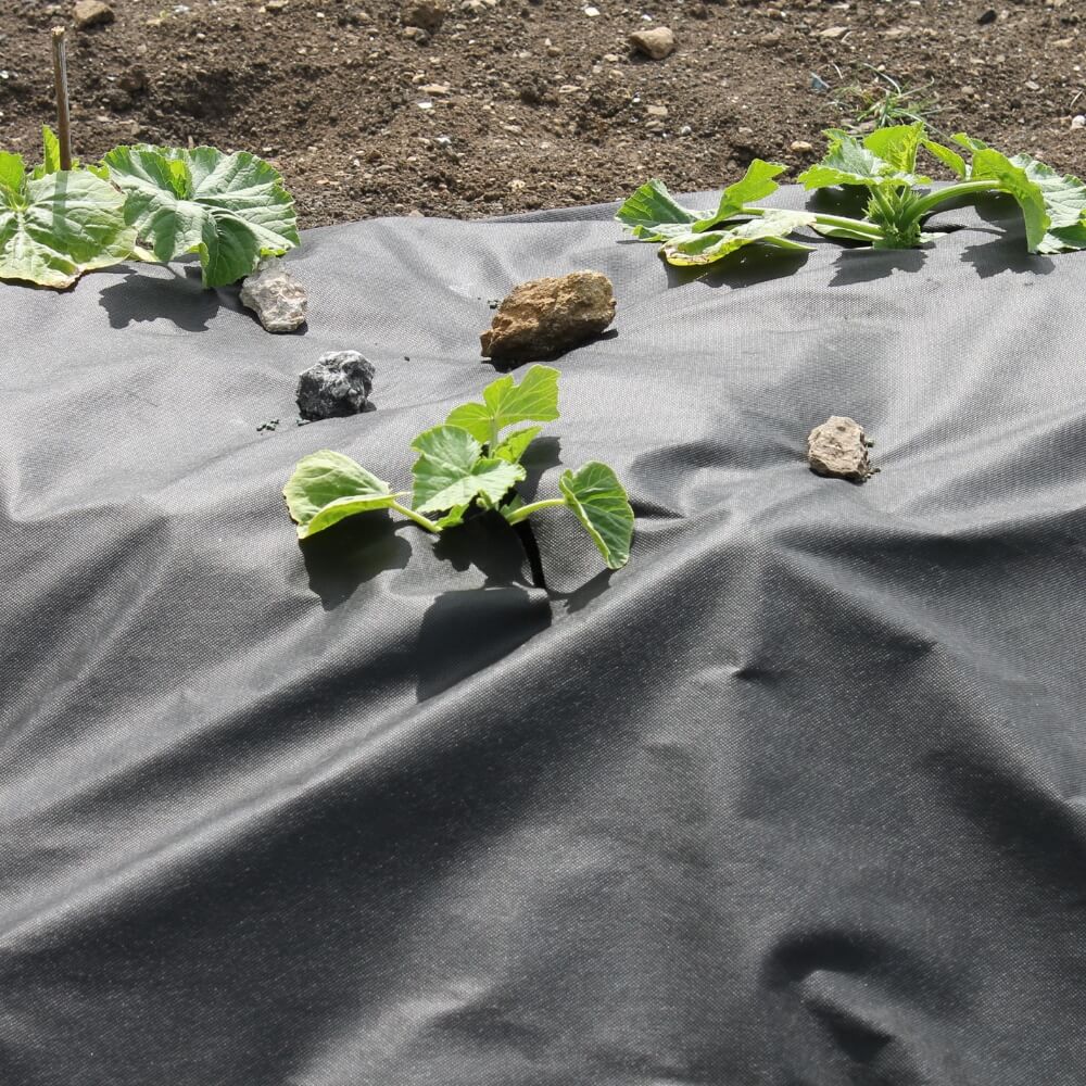 A piece of black weed control fabric laid out on soil with plants and rocks on top of it, used for preventing weed growth in a garden.