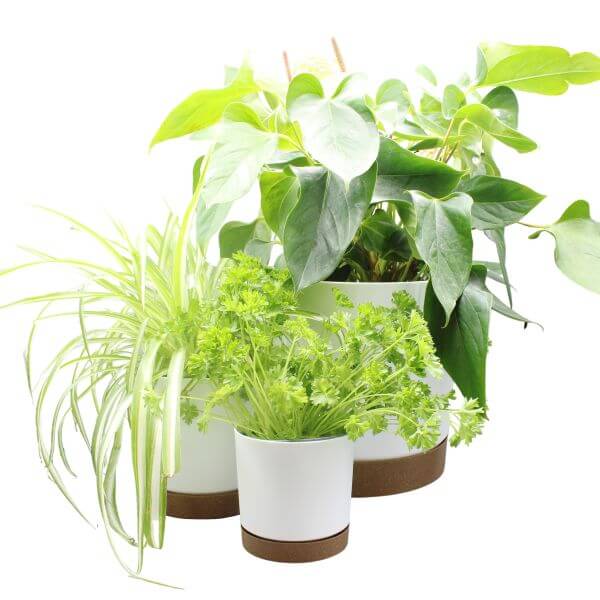 3 diferent size white plant pots with plants in on white background