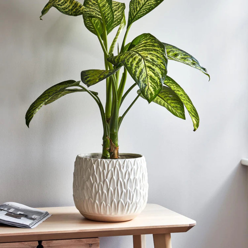 leaf embossed white ceramic plant pot