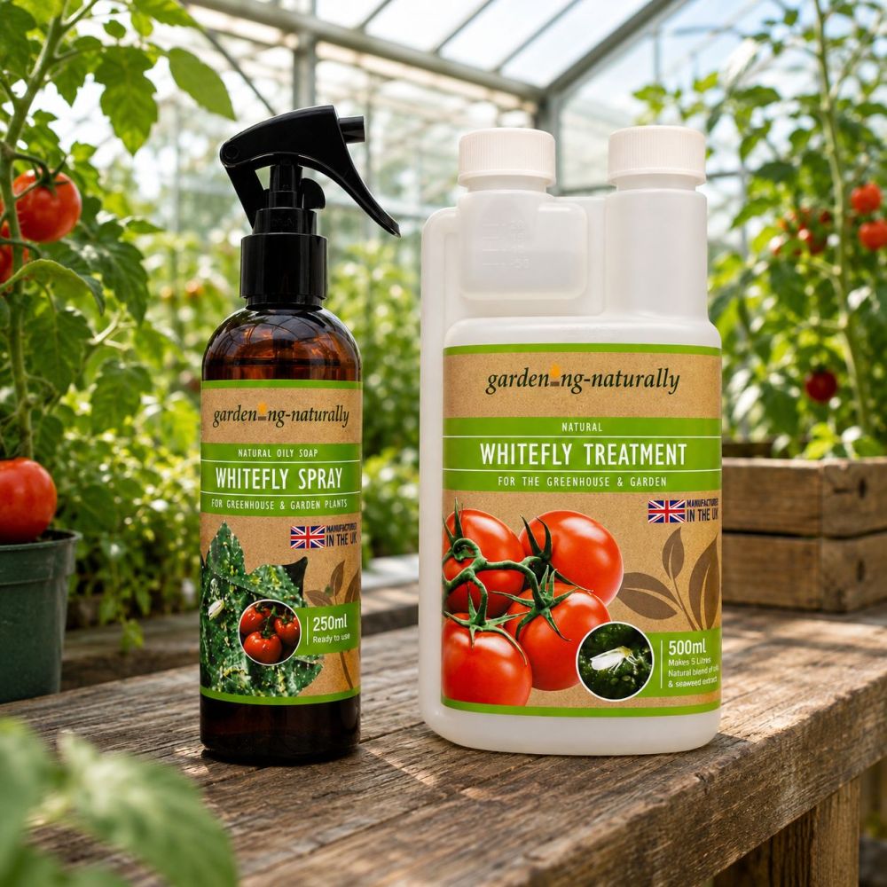 Two garden products from gardening-naturally displayed on a wooden table inside a greenhouse: a brown spray bottle labeled Whitefly Spray and a white jug labeled Whitefly Treatment, both with tomato graphics on the labels.