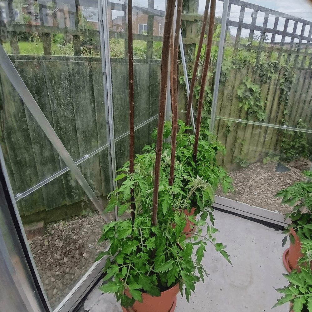 tomato plants growing up willow sticks