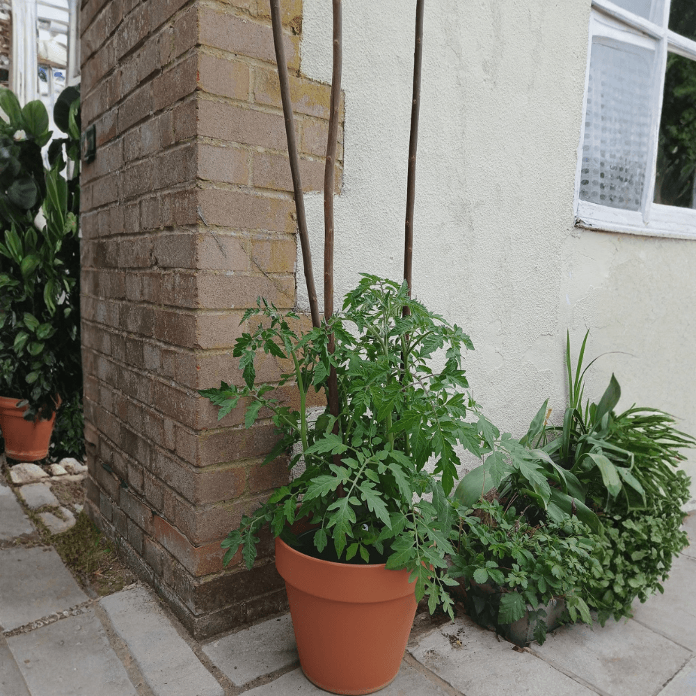 willow sticks for tomatoes
