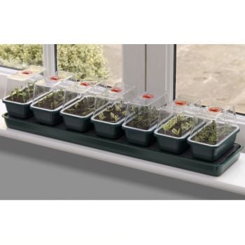 A self watering propagator with multiple small propagator trays arranged on a windowsill, each with a clear lid and red knob.