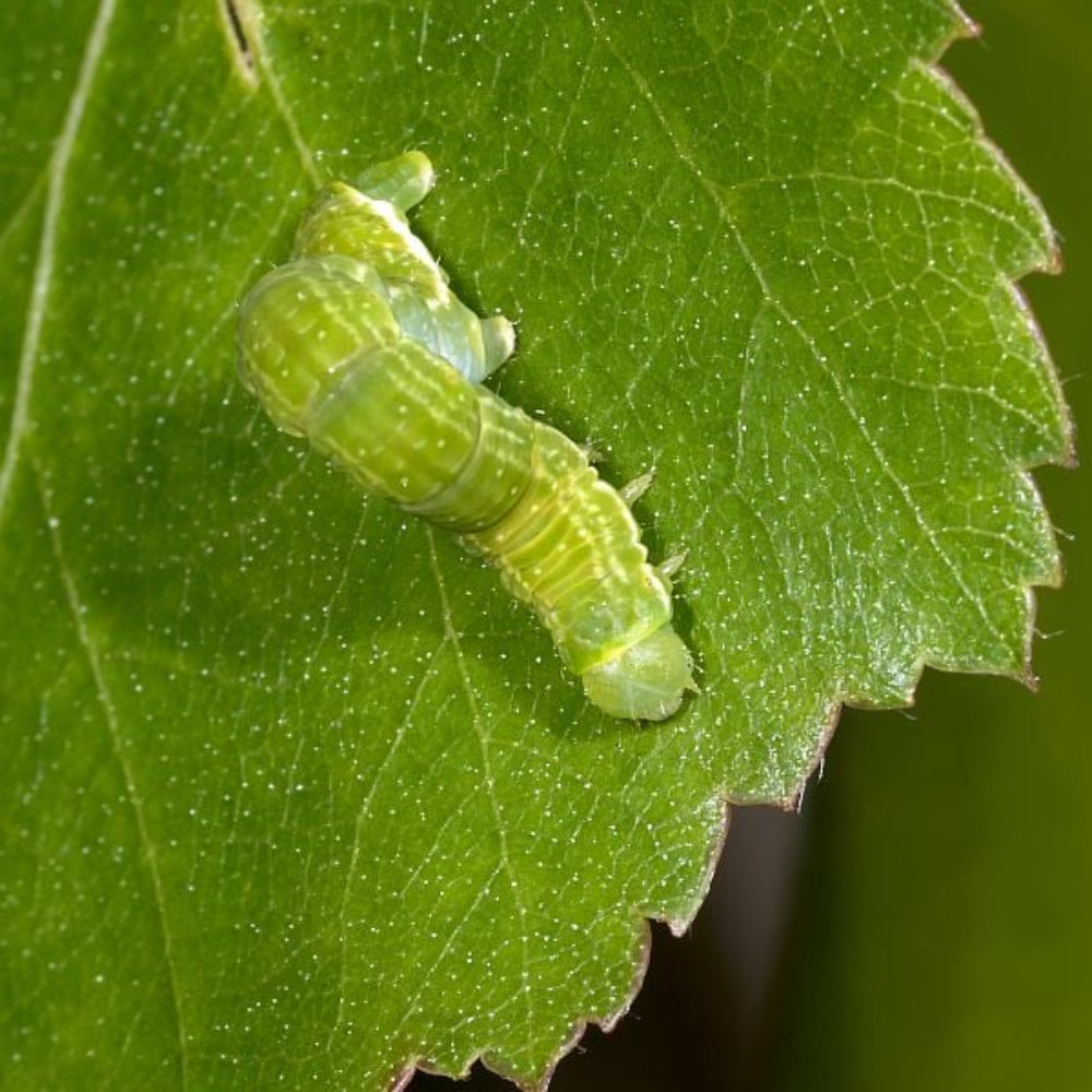 winter tree moth on a leaf