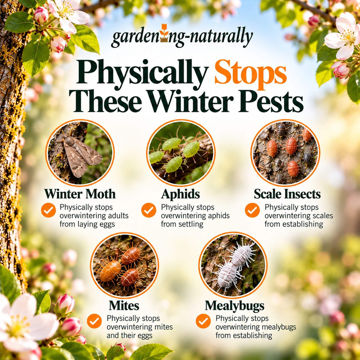 Pests stopped by winter tree wash infographics.