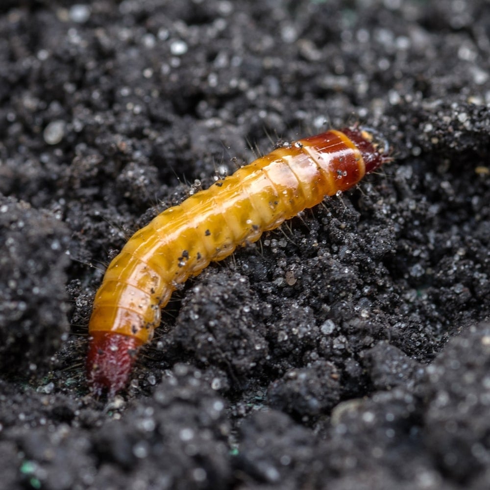 picture of a wire worm pest in the garden