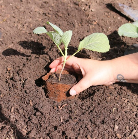 wood fibre pot  with cabbage plant being planted
