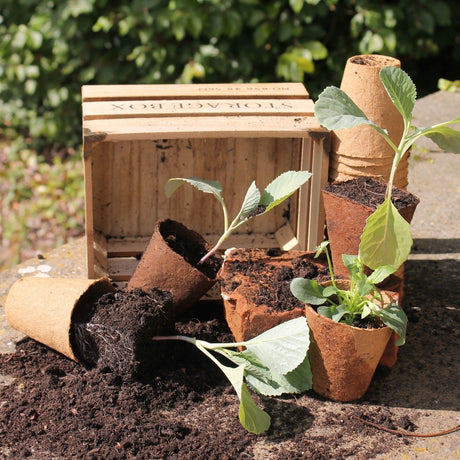 Wood fibre pots with plants, beside a wooden box, on a natural ground surface.