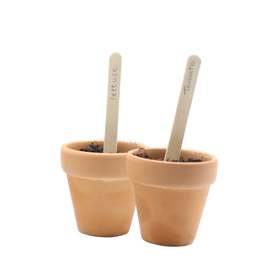 Two terracotta pots with wooden plant labels sticking out from them, isolated on a white background.