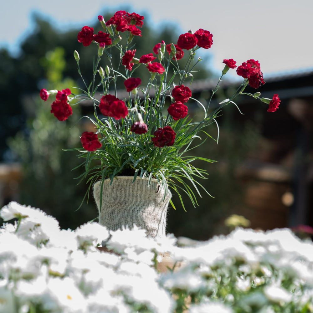 Woolplant pot with flowers in it in garden