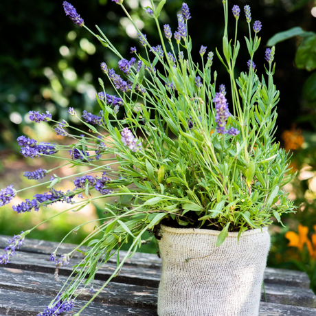 Wool Potted recycled pot