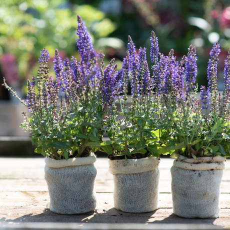 Wool Pot for potted plants
