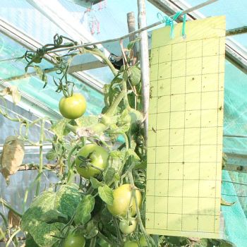 A yellow sticky trap in greenhouse