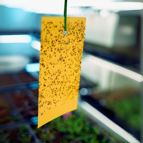A yellow sticky insect trap