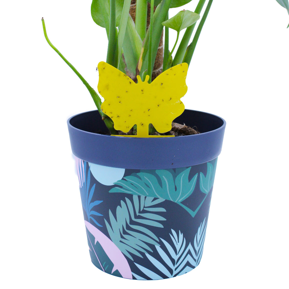 mini yellow sticky traps in pot