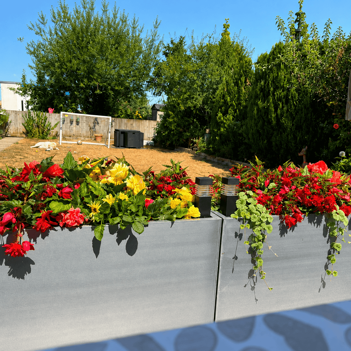 Gray rectangular zinc planters filled with red and yellow flowers in a backyard setting with trees and a wooden fence in the background.
