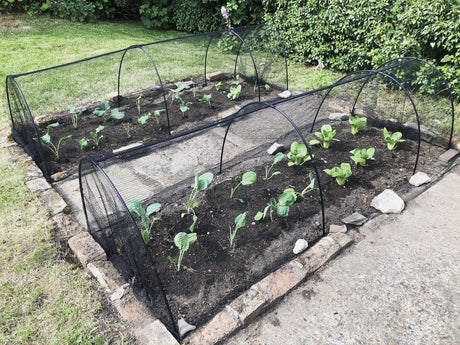 Black Hoops garden tunnel in a garden
