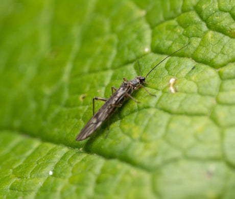 Thrips  How to Get Rid of Them