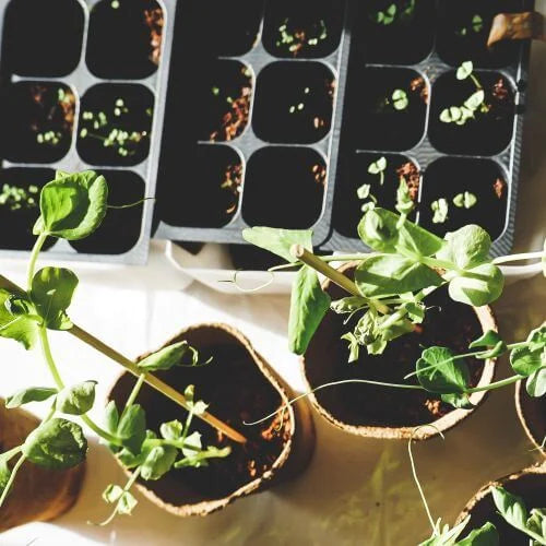 Seed Trays with Seeds 