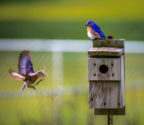 How To Make Your Garden Bird Friendly