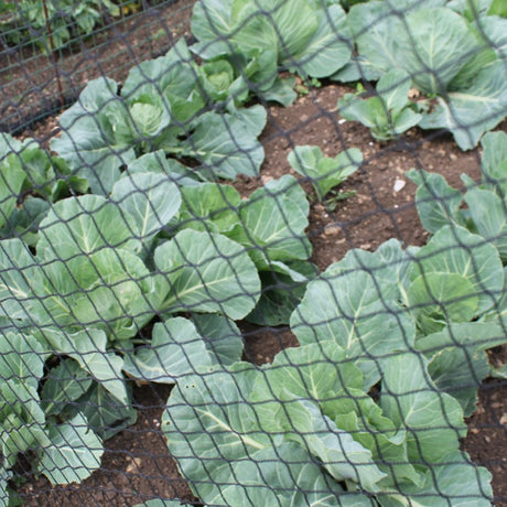 Bird netting over cabbages in garden