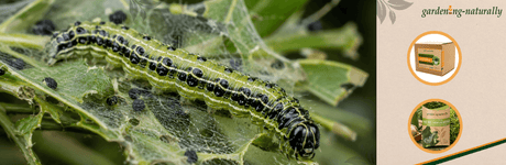 Image of box tree moth with products and logo
