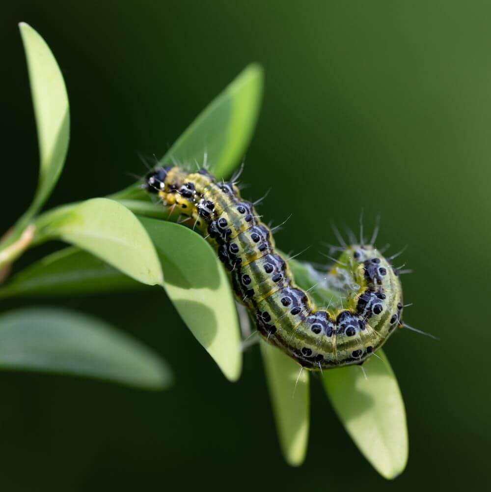 A box tree moth caterpillar on a leaf