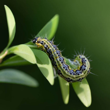 A box tree moth caterpillar on a leaf