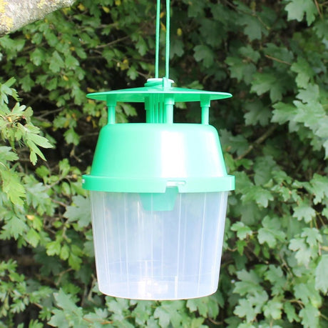 Box moth trap